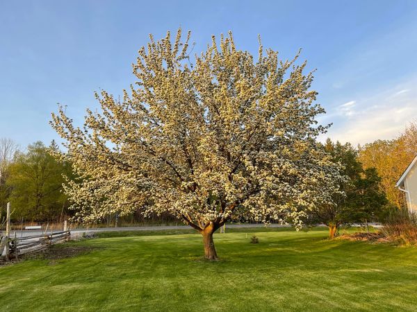 Pear blossoms in the spring.