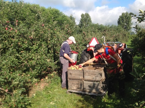 We are picking apples just for you!
