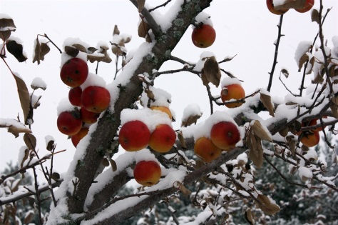 Someone missed a few but aren’t they pretty? Bird food.
